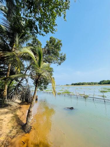 La mangrove braffédon (La mangrove braffedon) in Grand-Lahou