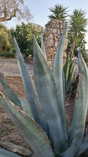 Agriturismo Tenuta La Siesta - image 4