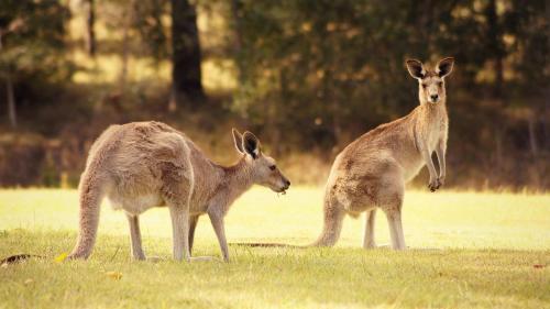 Boonah Valley Motel in Boonah
