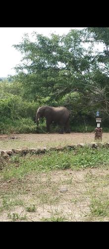 Pop Lamont Camp in Muchenje