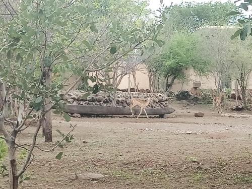 Pop Lamont Camp in Muchenje