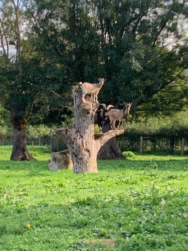 Gîte à la ferme - Activités à la ferme - Vue sur les animaux