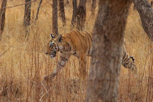 Tiger Safari Tour Package - Bor Tiger Reserve, Veg with Stay All Inclusive