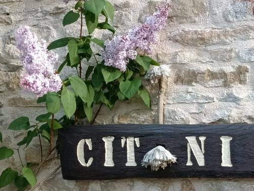 Cit Ni - Todocco