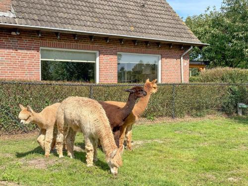 Alpacafarm Vorstenbosch - image 34