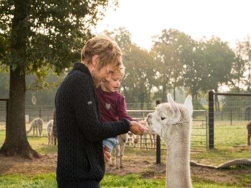 Alpacafarm Vorstenbosch - image 38