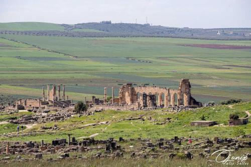 Ryad Salama - image 2