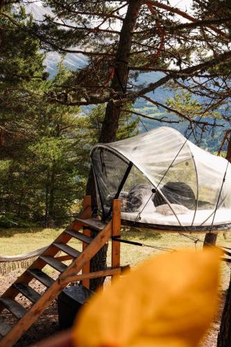 Bulles suspendues aux arbres