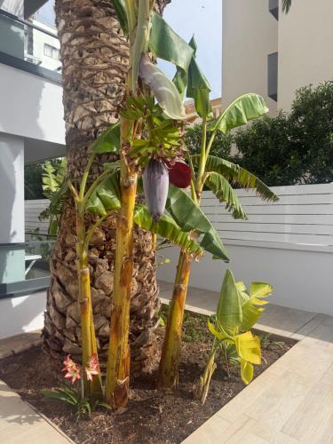 Apartamentos Vistamar II - image 40