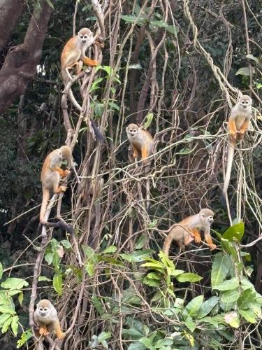 Amazon Whisper in Manacapuru