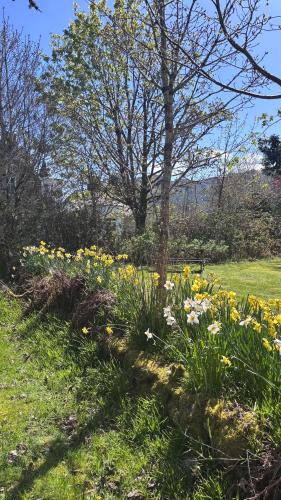 Whisperwood in Carrick