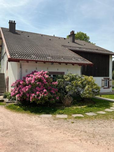 Gîte coquelicot les cœurs du tilleul