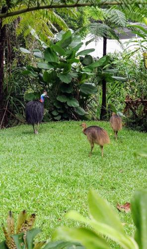 Birdwatcher's Oasis - Tiny Home - Cassowary – khách sạn tại Kuranda