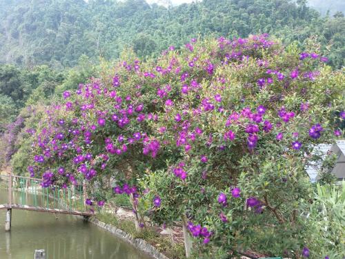Bậc Thang Vàng Homestay (Bac Thang Vang Homestay) in Nam Pi