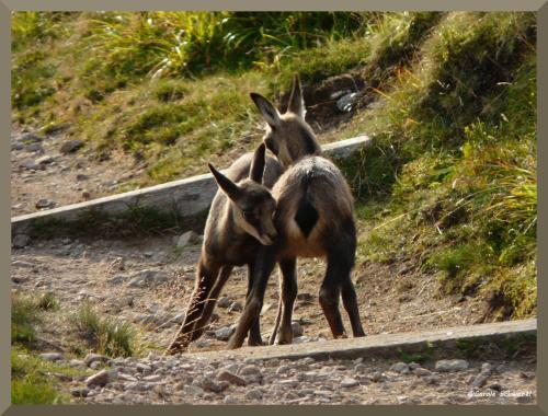 Au Petit Chamois in Breitenbach-Haut-Rhin