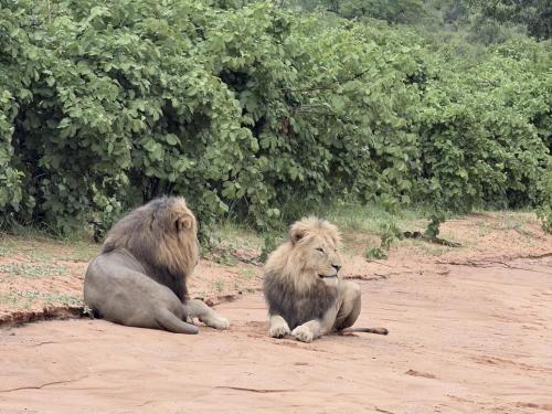 Apkārtne, Buffalo Tented Camps in Divundu