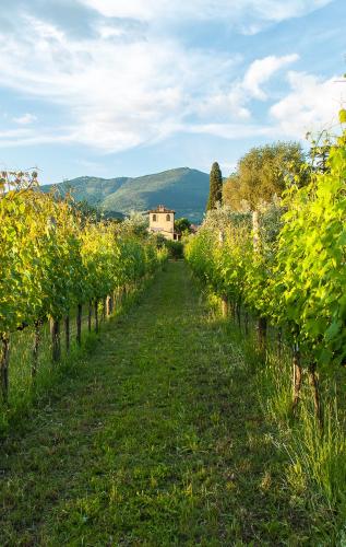 Villa Il Paradisino 1