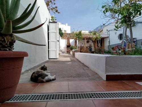 Susa and Pepe garden and house in Agaete
