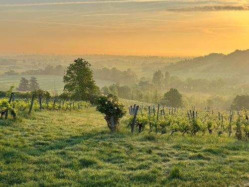 Luxury Self-Catering Homes with Salt Water Pool on Organic Vineyard in France in Saussignac