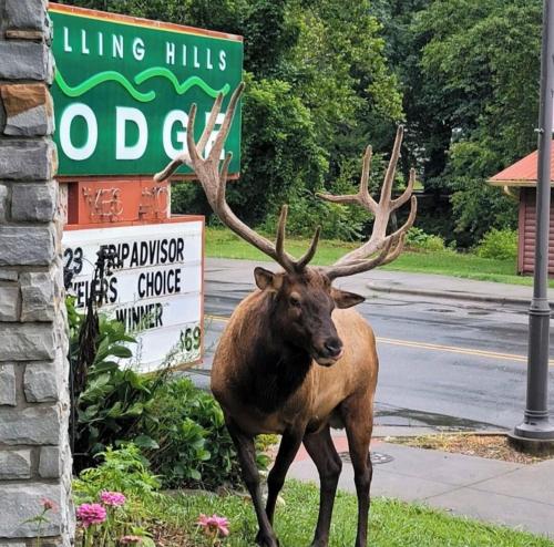 Rolling Hills Lodge in 切羅基 (NC)
