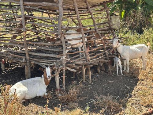 Moms Farm Stay Authentic Zambian Village Experience in Kafue