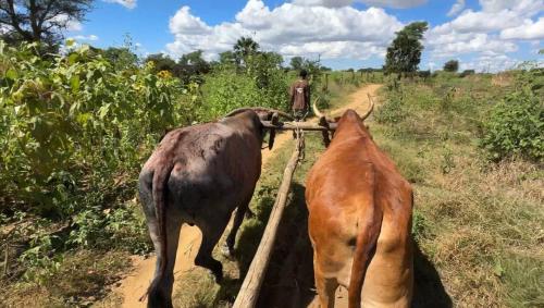 Moms Farm Stay Authentic Zambian Village Experience in Kafue