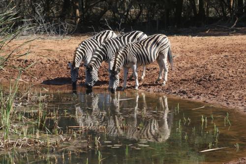 Bushbaby Lodge & Camping Hluhluwe