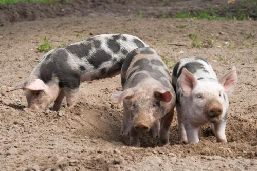 Hoeve Springendal - image 11