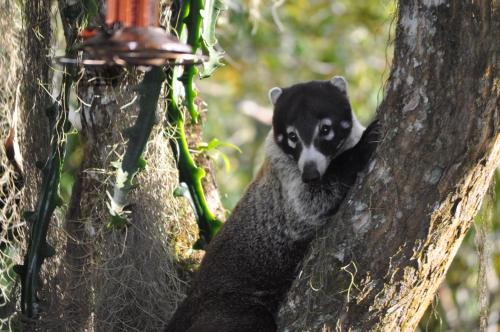 86126875 Talamanca Nature Reserve