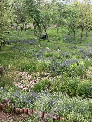 Κήπος, Woodland Ruispiri in Ikalto