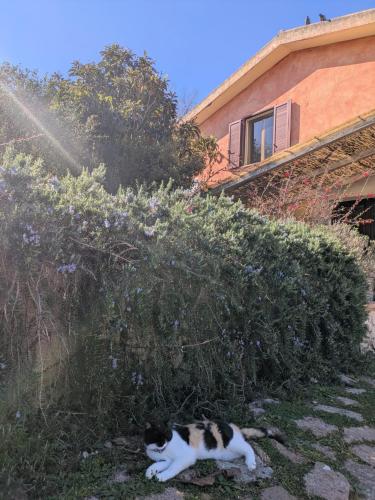 Isola Natura Farm Retreat Sardinia in Tempio Pausania