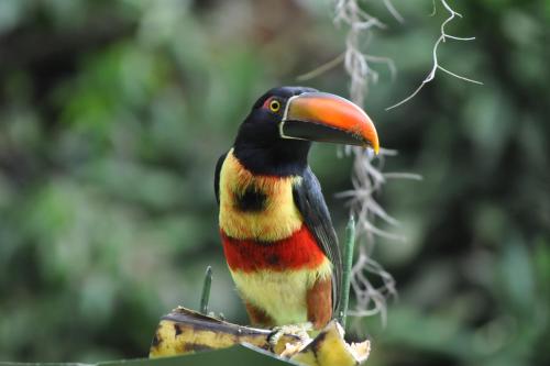 86178748 Talamanca Nature Reserve