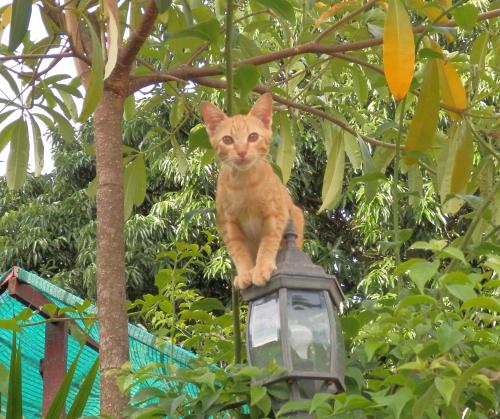 Golden Teak Home Resort