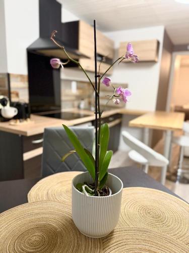 Appartement Neuf in Rive-de-Gier