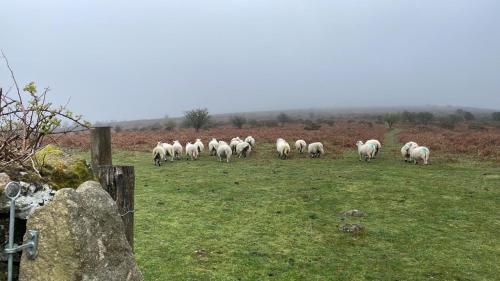 Beechwood Farmhouse in Postbridge