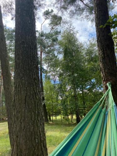 Apkārtne, Dom pod lasem in Cekcyn