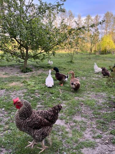 Chatka nad stawem in Wierzchoslawice