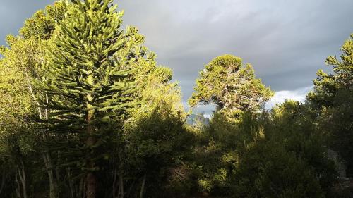 Sueno de Pehuenia in 라 안고스투라