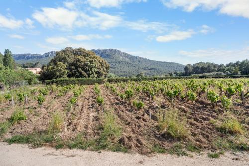 Appartement calme au cœur des vignes - Location saisonnière - La Cadière-d'Azur