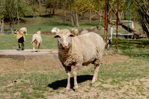 Villány Outback (Villany Outback) in 維拉尼克霍斯德