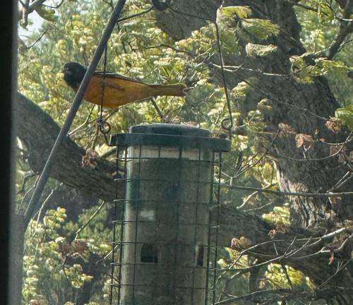 Dragonfly Cottage - image 2