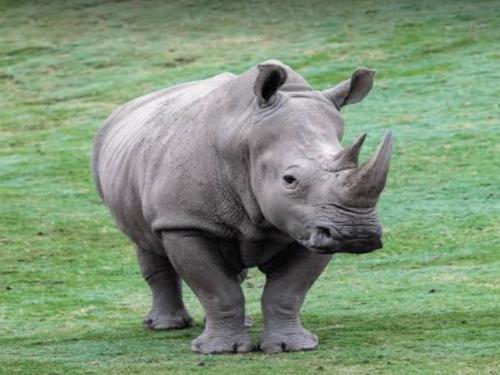 Jukskei Big5 - Rhino