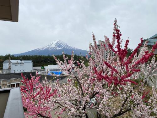 サザンヒルズガーデン in Fujikawaguchiko