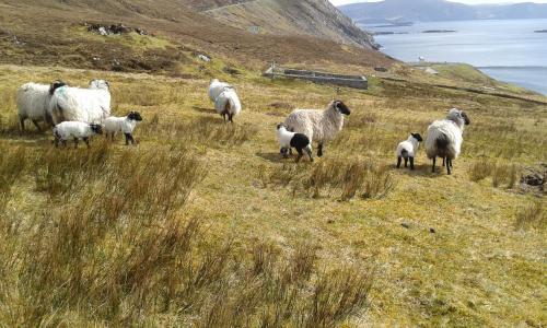 Achill West Coast House - image 7