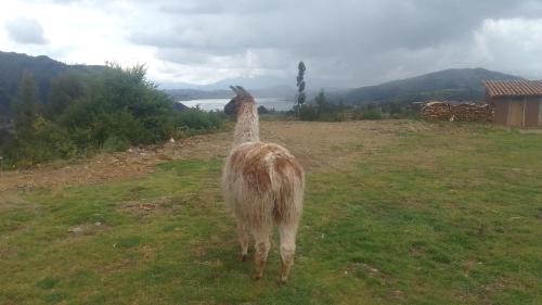Casa de Gumercindo in Chinchero