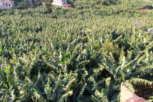  House Teixeira, Pension in Ponta do Sol bei Porto Moniz