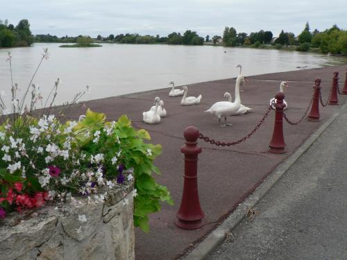 Gites Lacale face à la rivière - Vignonet