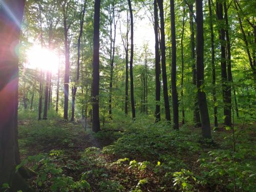 Skats, ALE WIDOKI Apartamenty Gościnne (ALE WIDOKI Apartamenty Goscinne) in Podzamcze