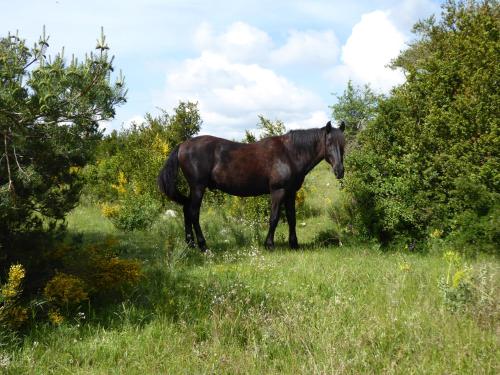 Ferme Saint Pierre photo 3
