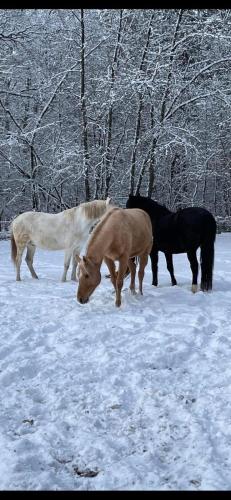 Forsthäuschen am Ponyhof (Forsthauschen am Ponyhof) in Siefersheim